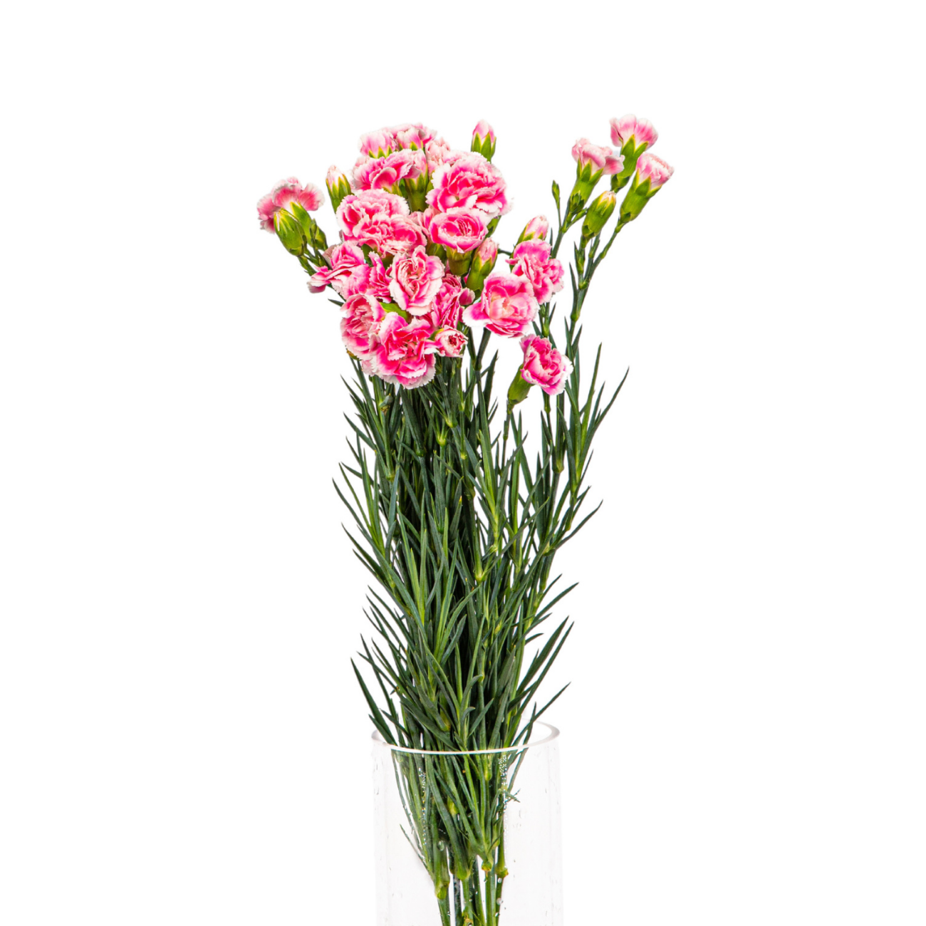JM Flower Carnation Spray (Standard Grade) - Two Tone Pink JM Flower Carnation Spray (Standard Grade) - Two Tone Pink