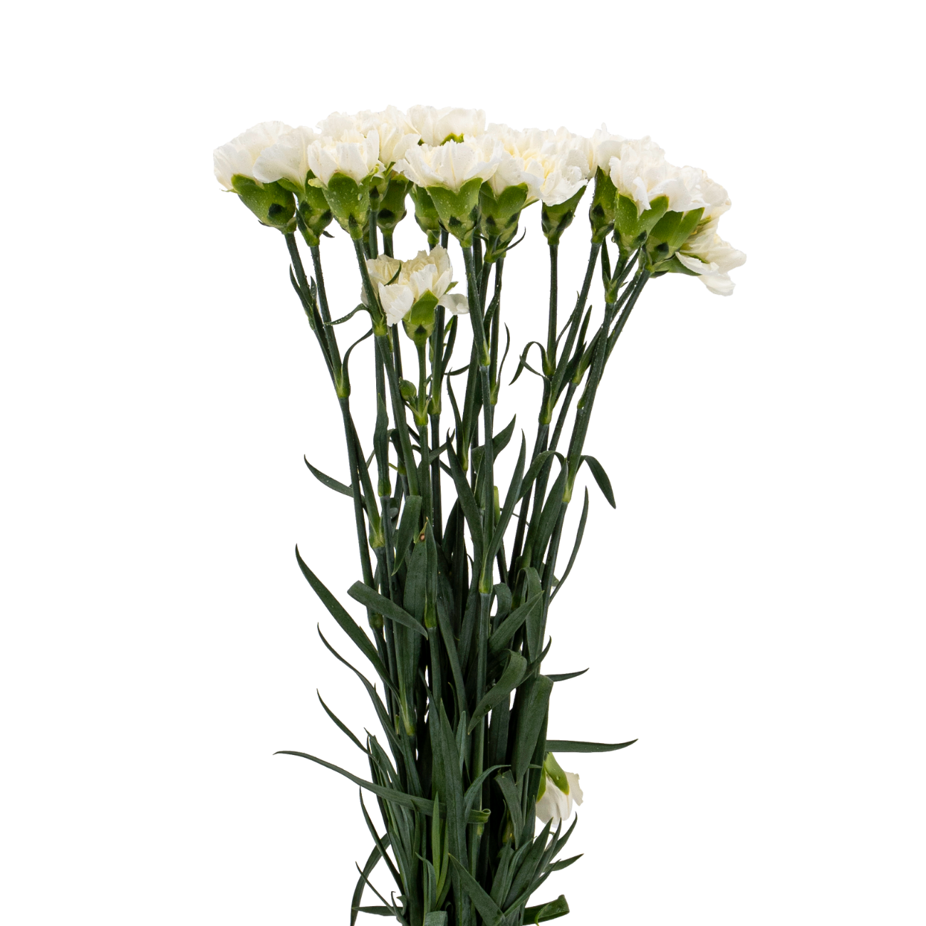 JM Flower Carnation (Standard Grade) - White