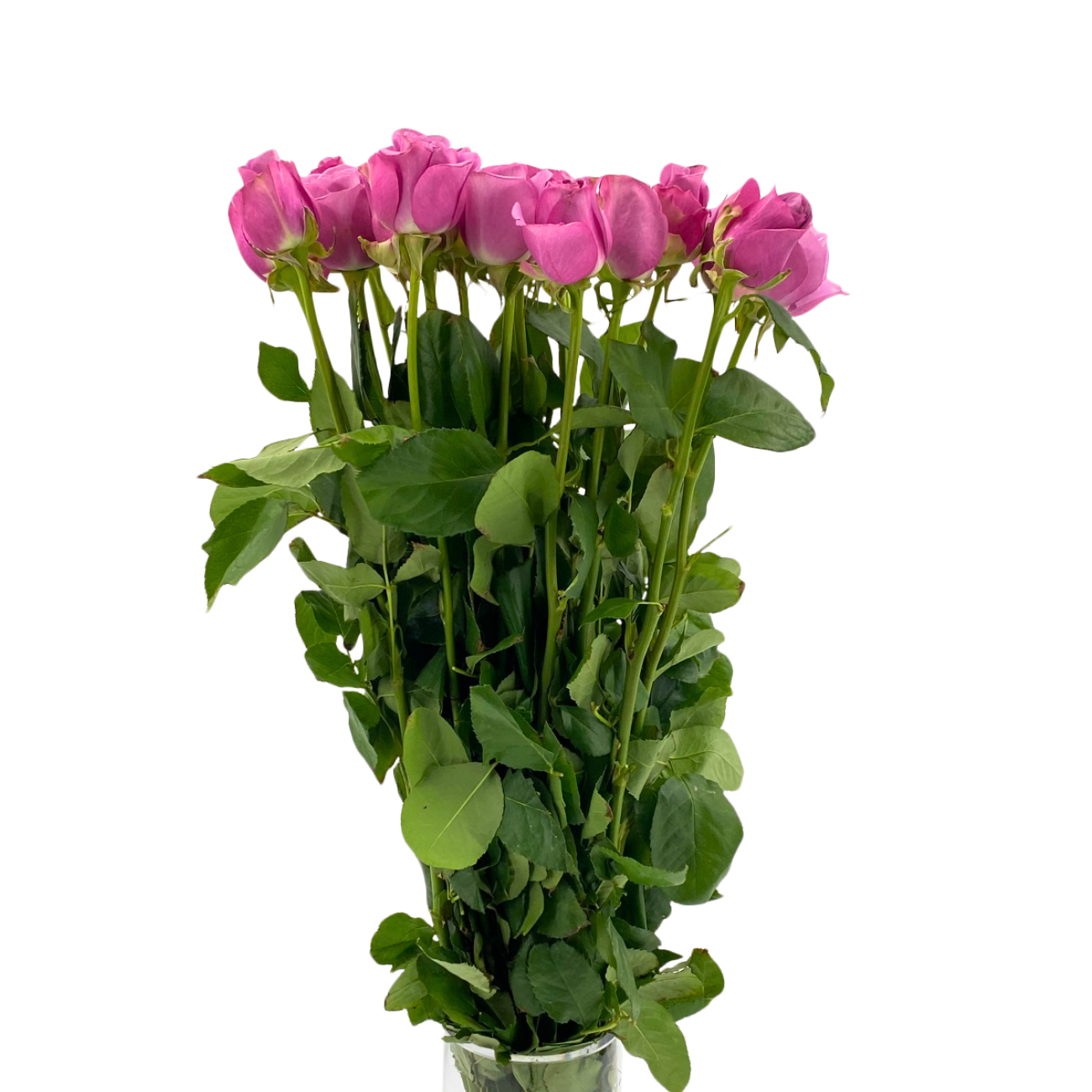 JM Flower Rose (Premium Grade) - Purple