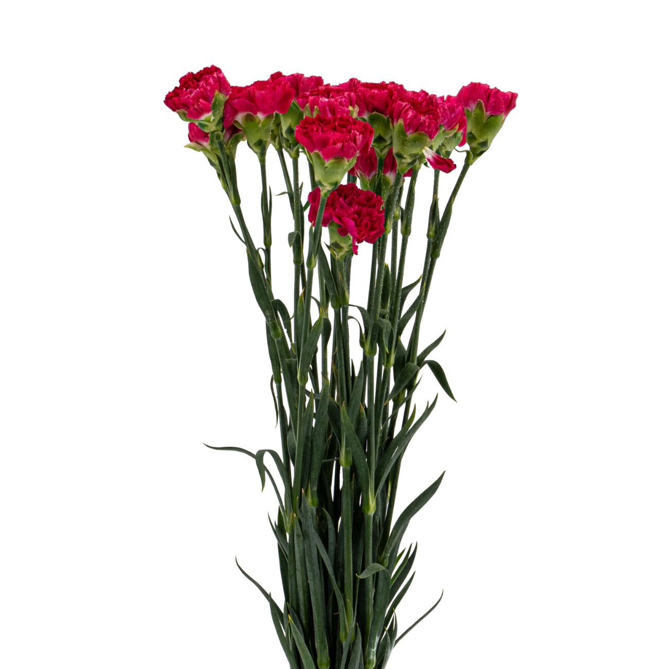 JM Flower Carnation (Standard Grade) - Dark Pink