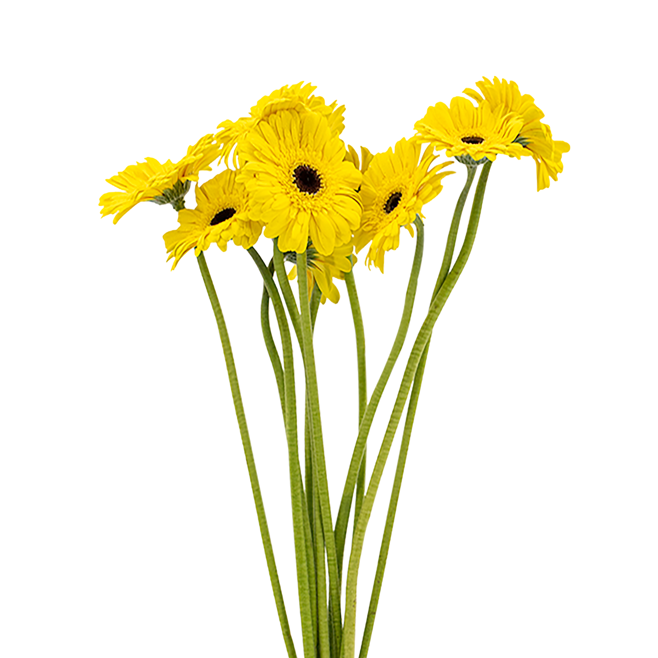 JM Flower Gerbera Daisy - Yellow