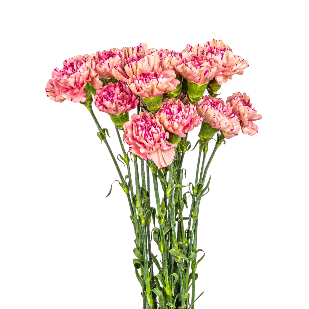 JM Flower Carnation (Premium Grade) - Two Tone Cherry