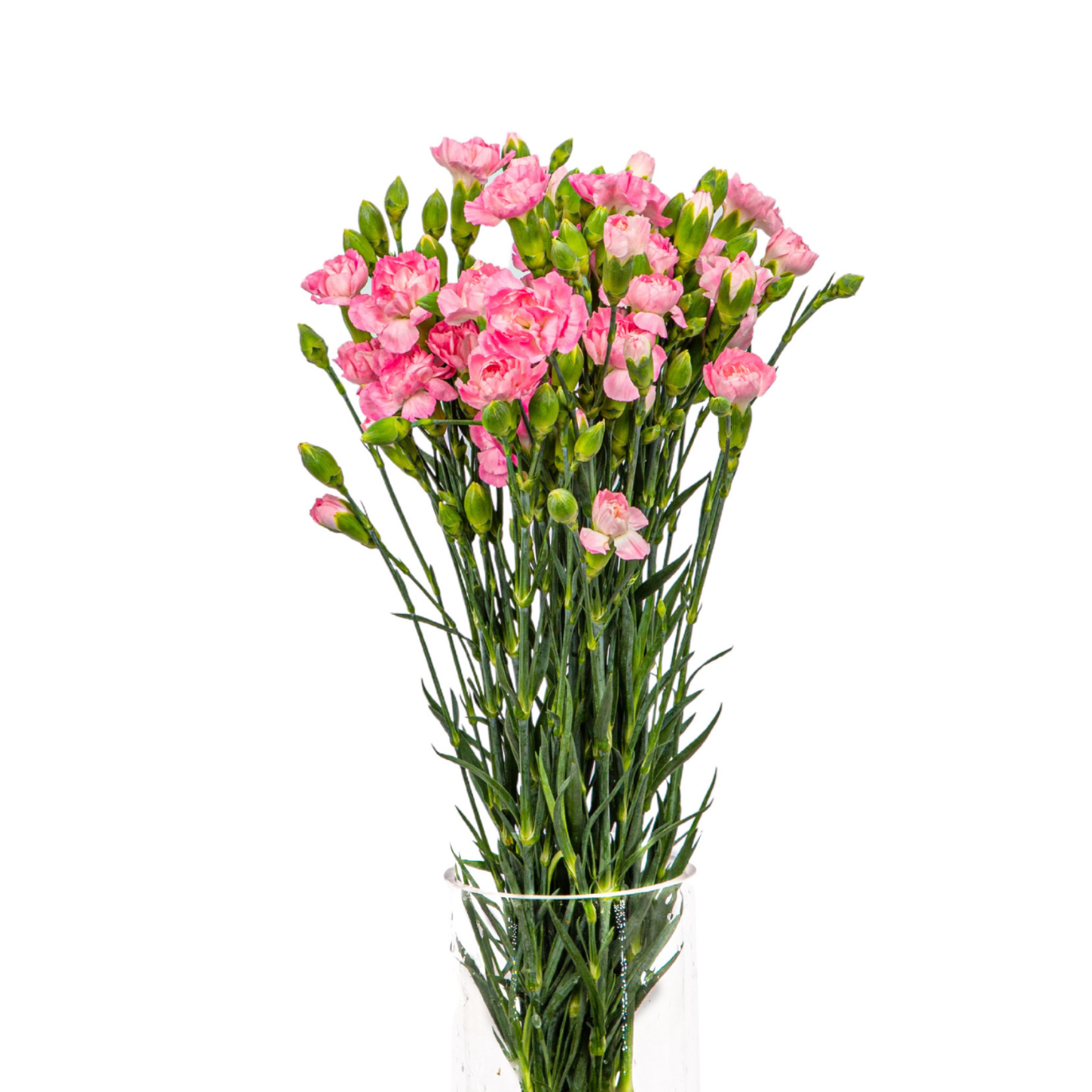 JM Flower Carnation Spray (Premium Grade) - Pink