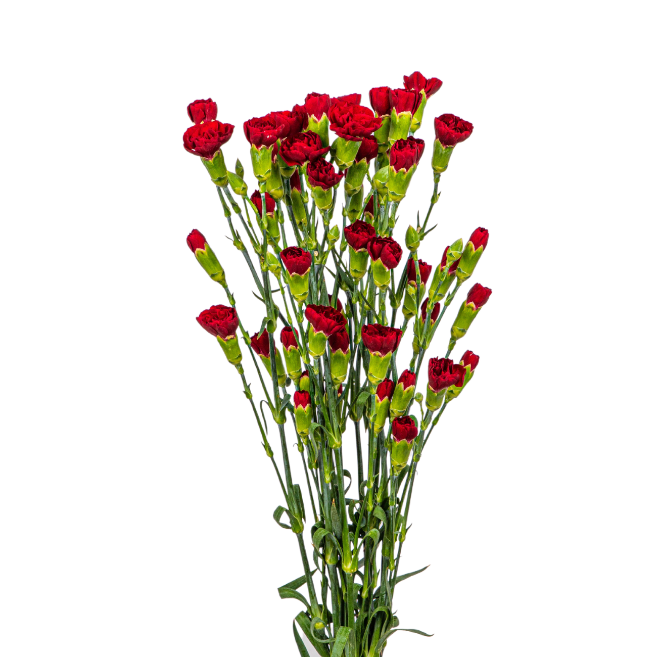 JM Flower Carnation Spray (Premium Grade) - Dark Red