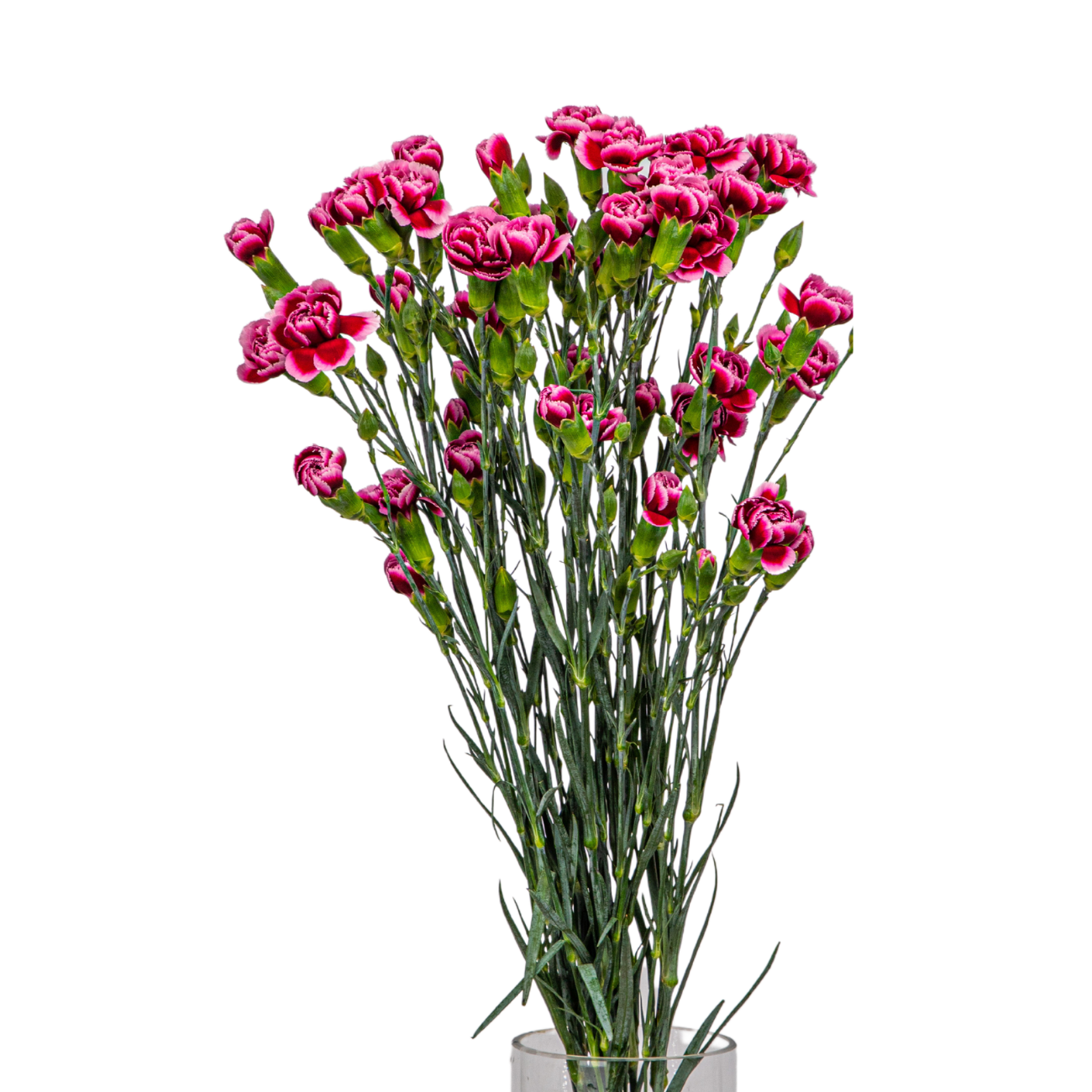 JM Flower Carnation Spray (Premium Grade) - Two Tone Purple JM Flower Carnation Spray (Premium Grade) - Two Tone Purple