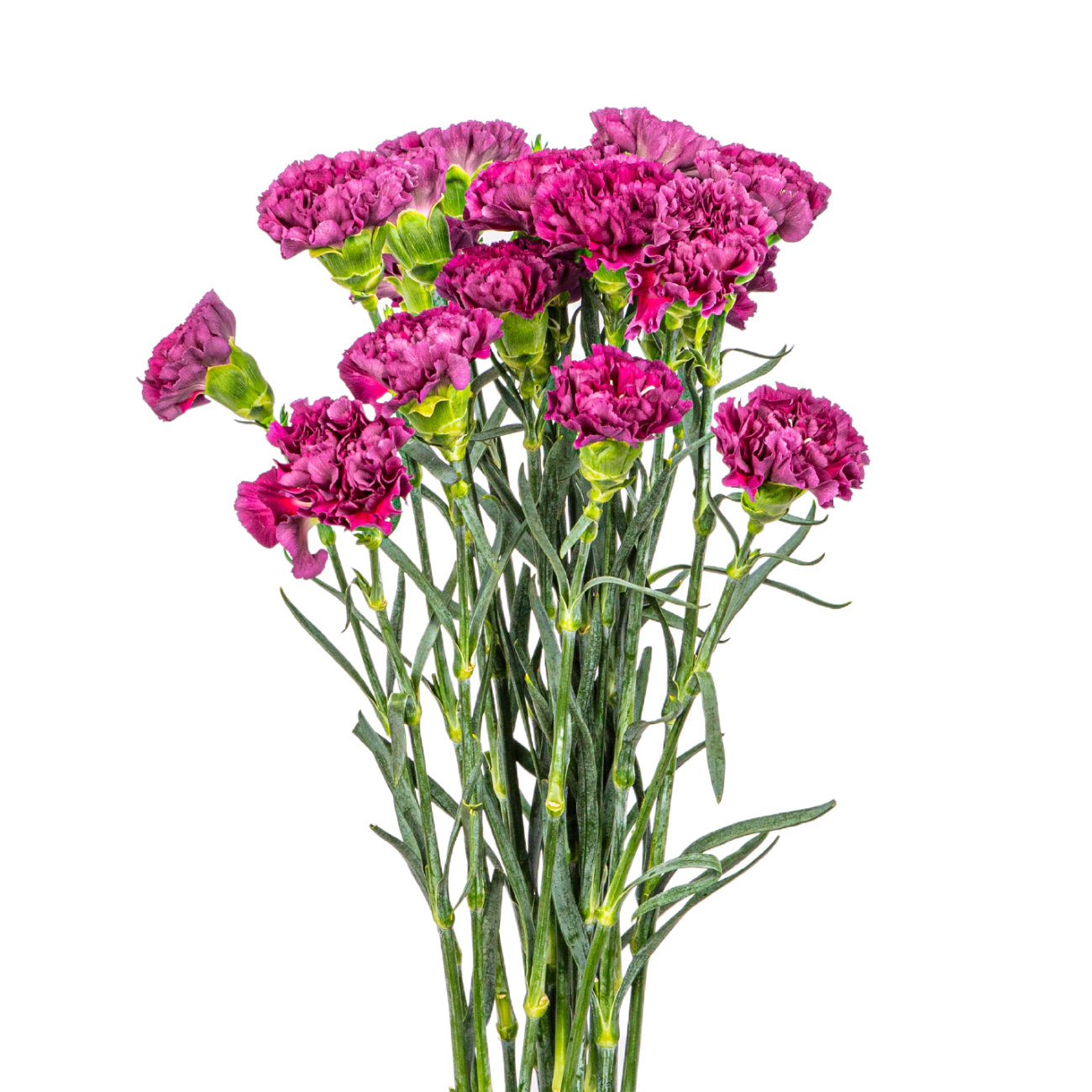JM Flower Carnation (Premium Grade) - Purple