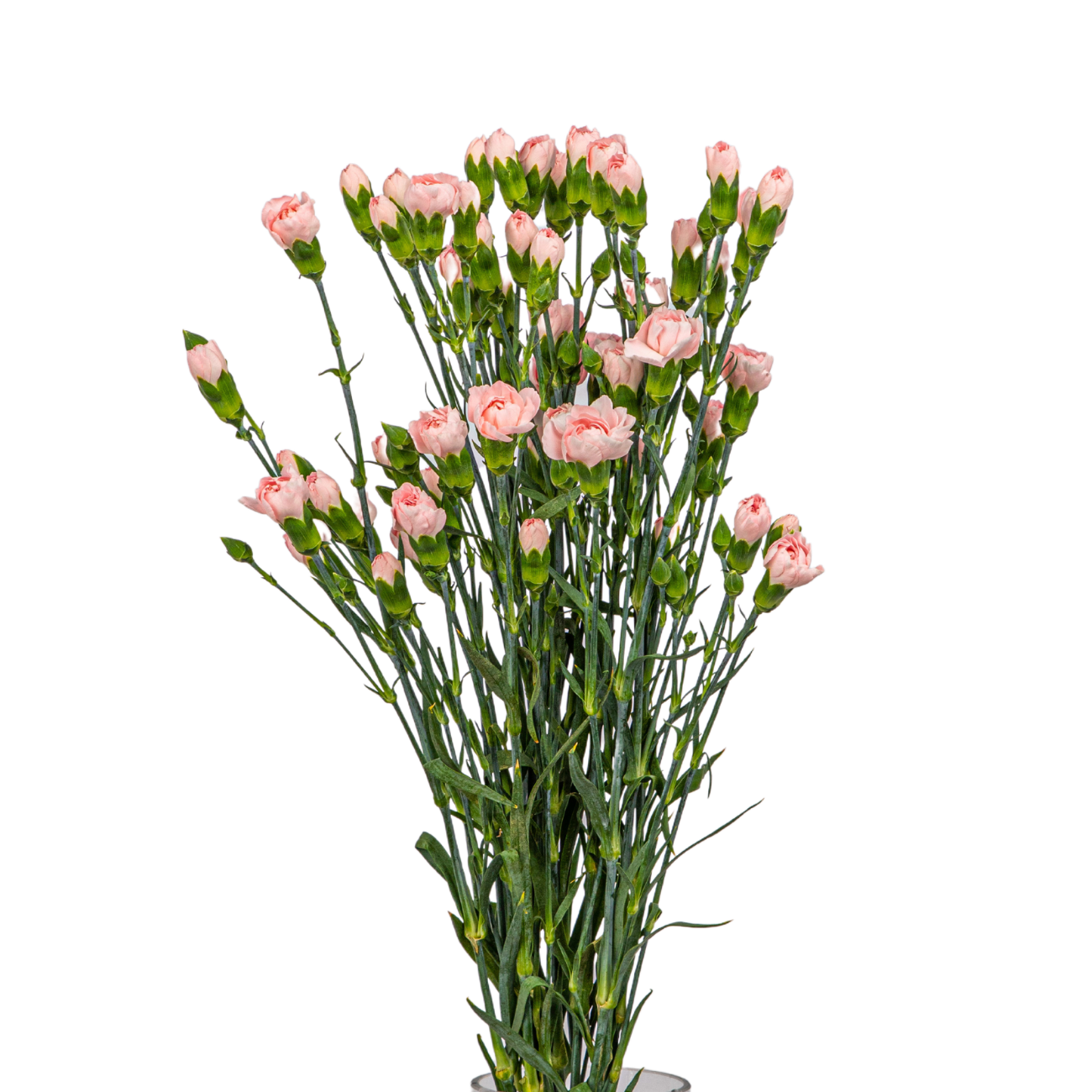 JM Flower Carnation Spray (Premium Grade) - Light Pink