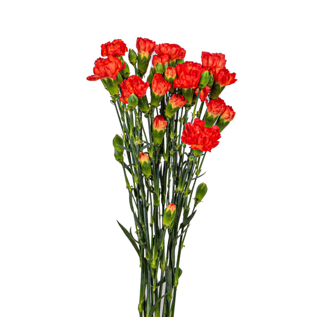 JM Flower Carnation Spray (Premium Grade) - Orange