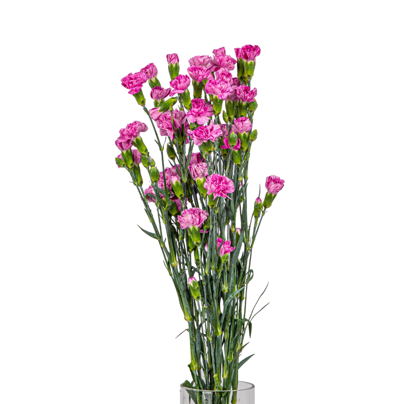 JM Flower Carnation Spray (Premium Grade) - Two Tone L.Purple