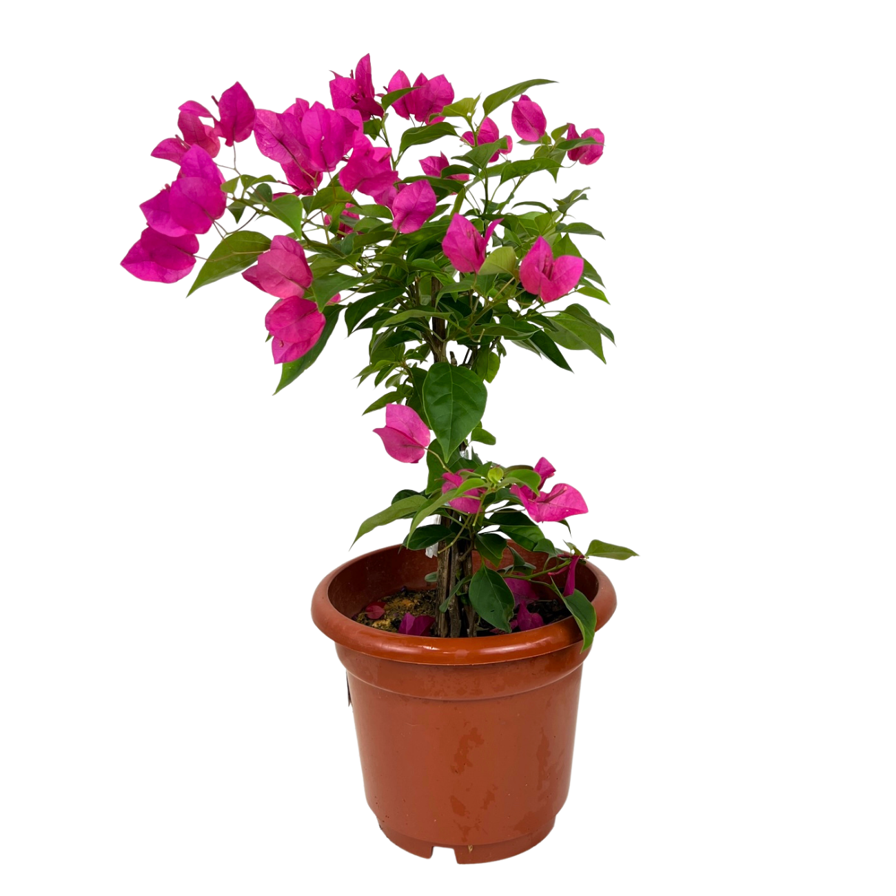 JM Flower Bougainvillea Plant