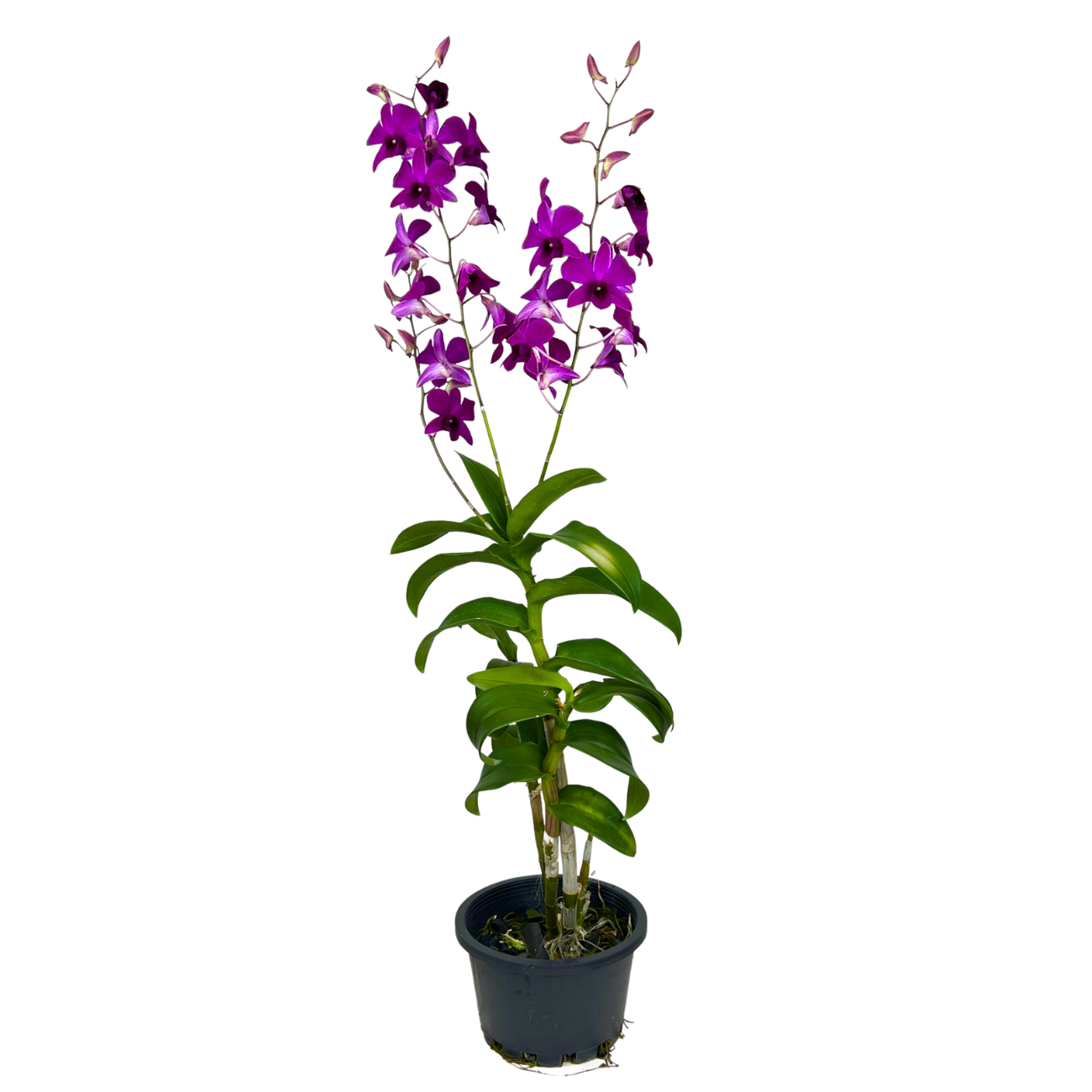 JM Flower Dendrobium Orchid Plant - Purple