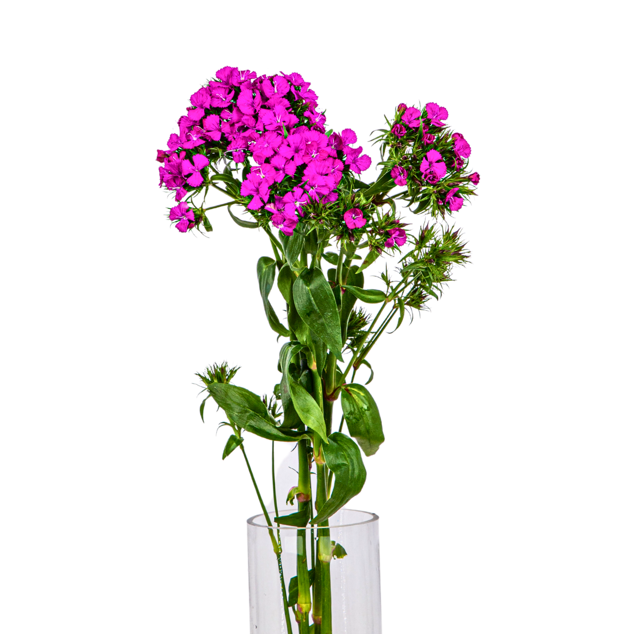 JM Flower Verbena Purple NTUC FairPrice
