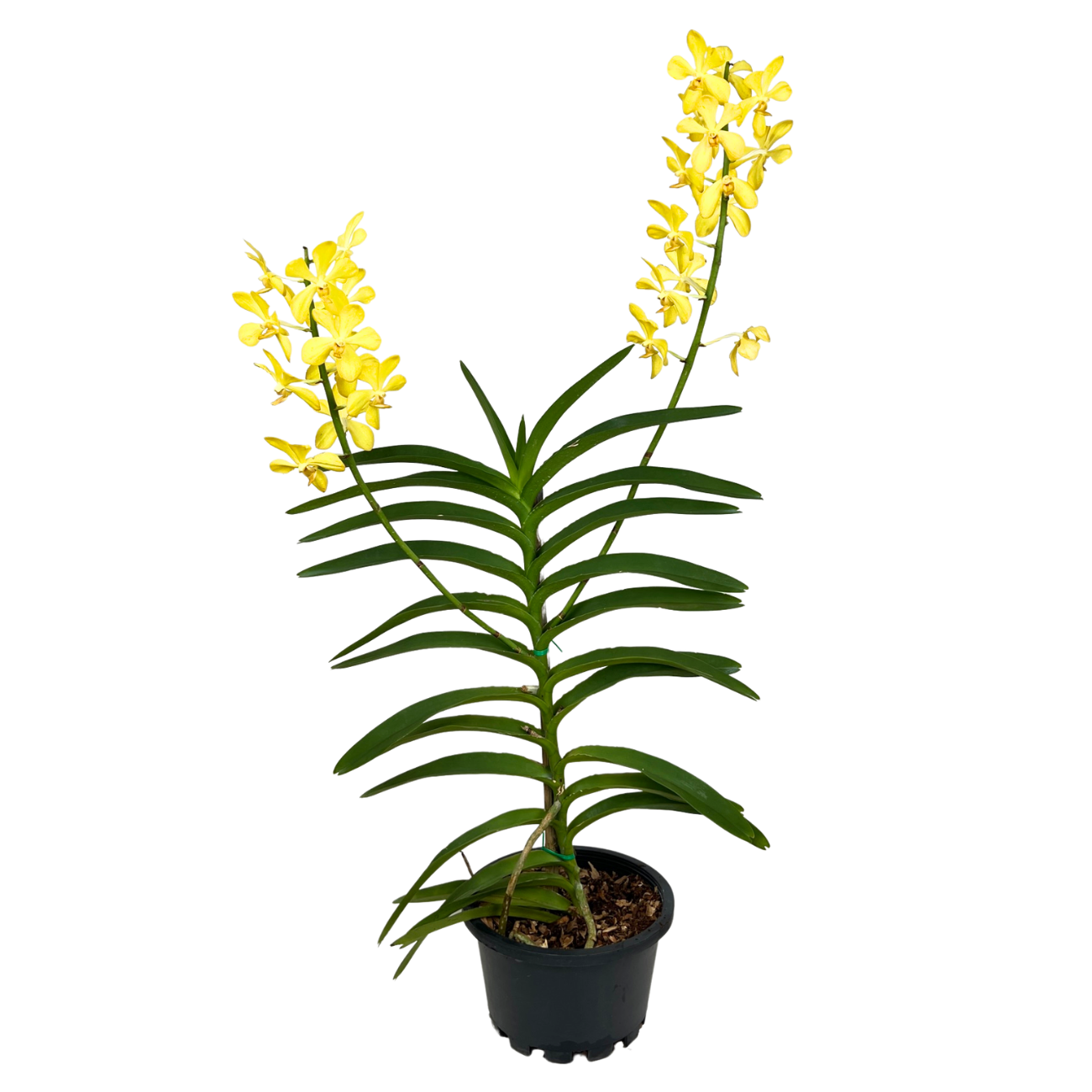 JM Flower Mokara Orchid Plant - Yellow