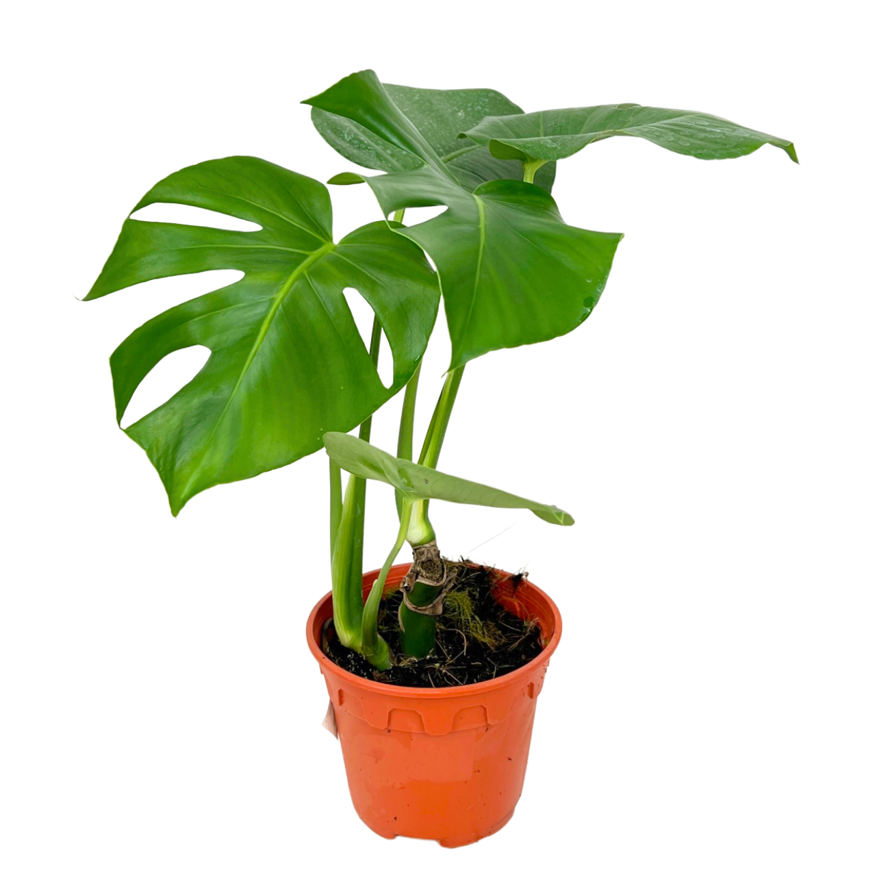 JM Flower Monstera Plant 15cm Pot