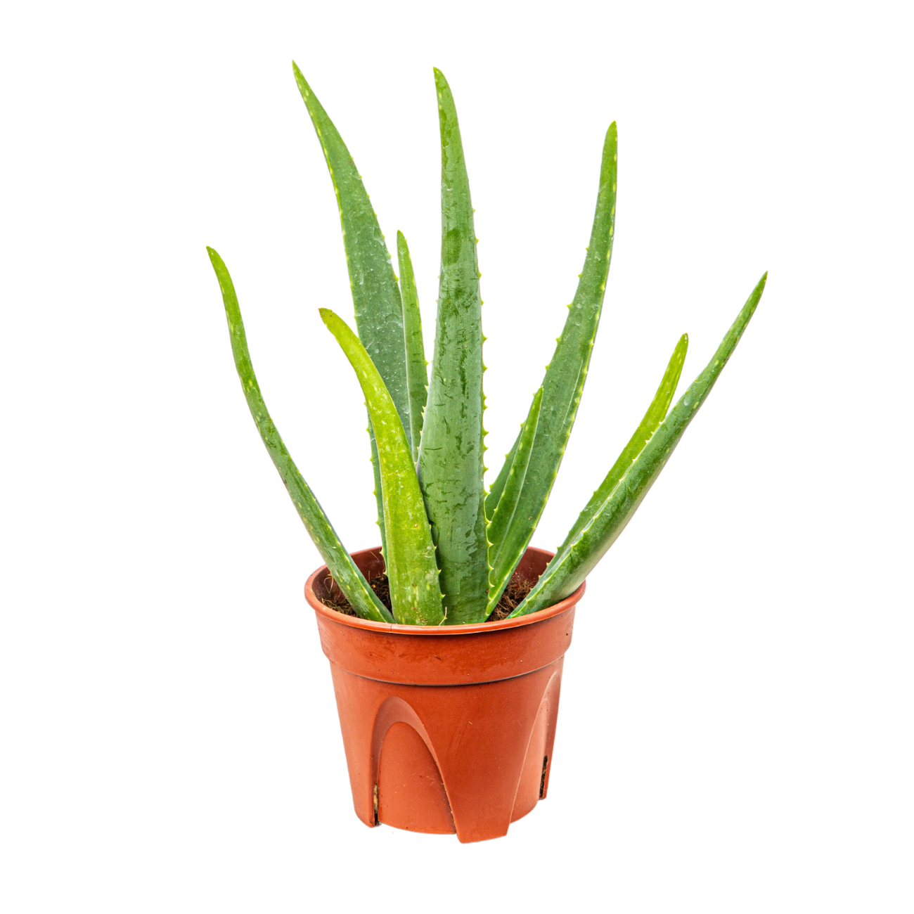 JM Flower Aloe Vera Herbs Plant