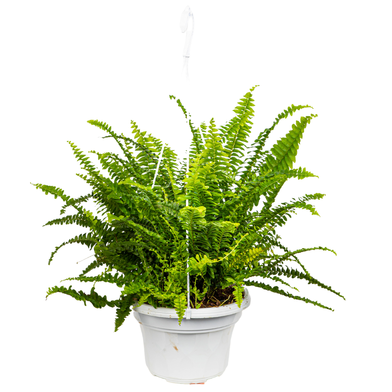 JM Flower Boston Fern Hanging Plant 22cm Pot