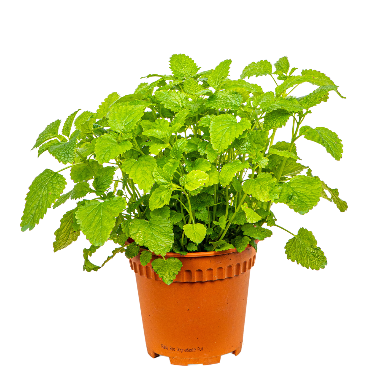 JM Flower Mint Herbs Plant