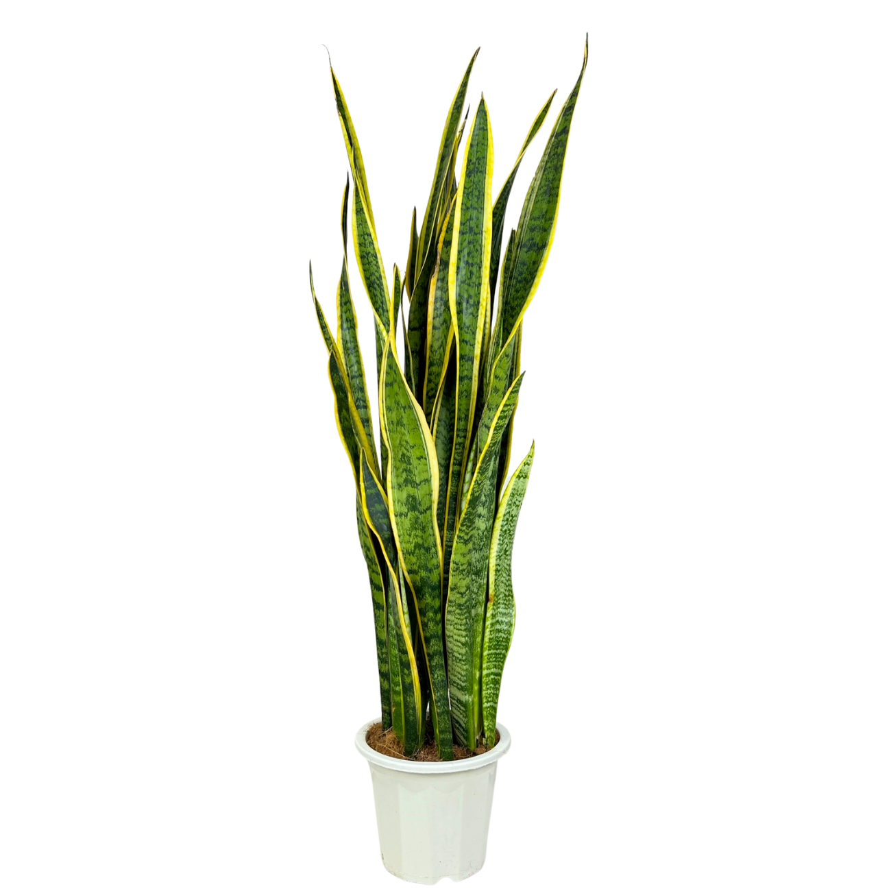 JM Flower Sansevieria Laurentill Plant 20cm Pot