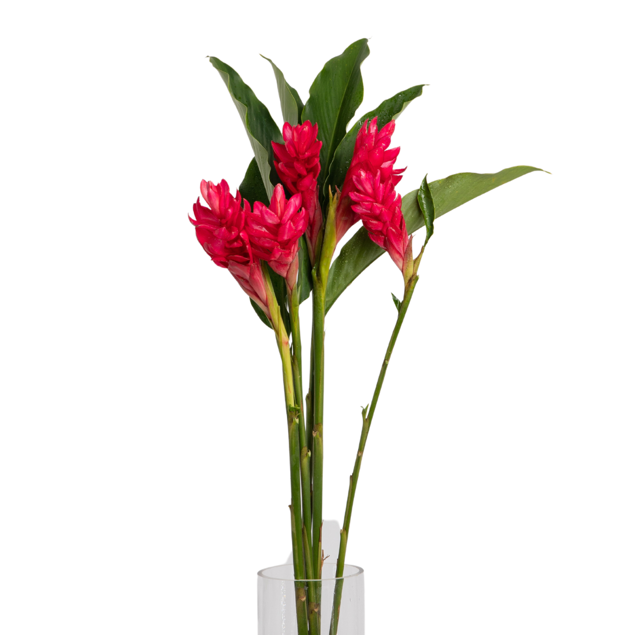 JM Flower Ginger Flower - Red