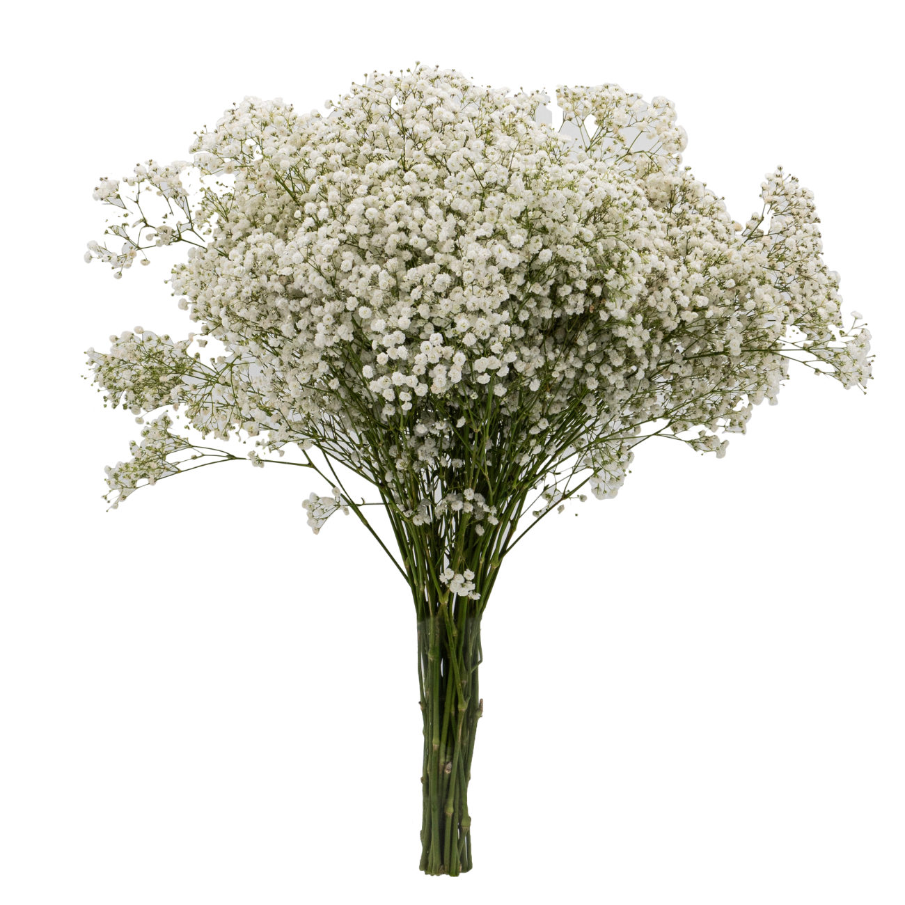 JM Flower Baby Breath Big Gypsophila - White JM Flower Baby Breath Big Gypsophila - White