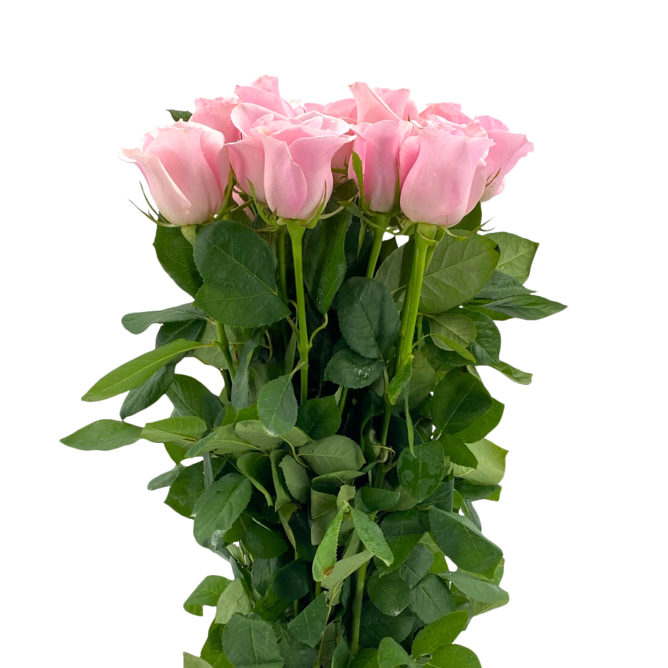 JM Flower Rose (Premium Grade) - Pink
