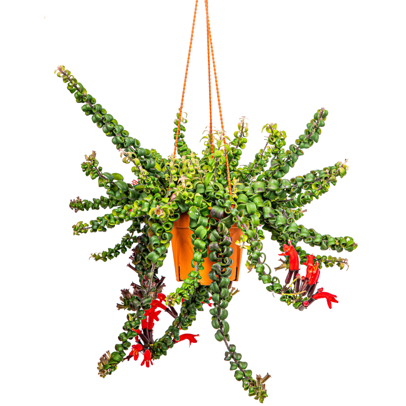 JM Flower Lipstick Aeschyanthus Hanging Plant 15cm Pot