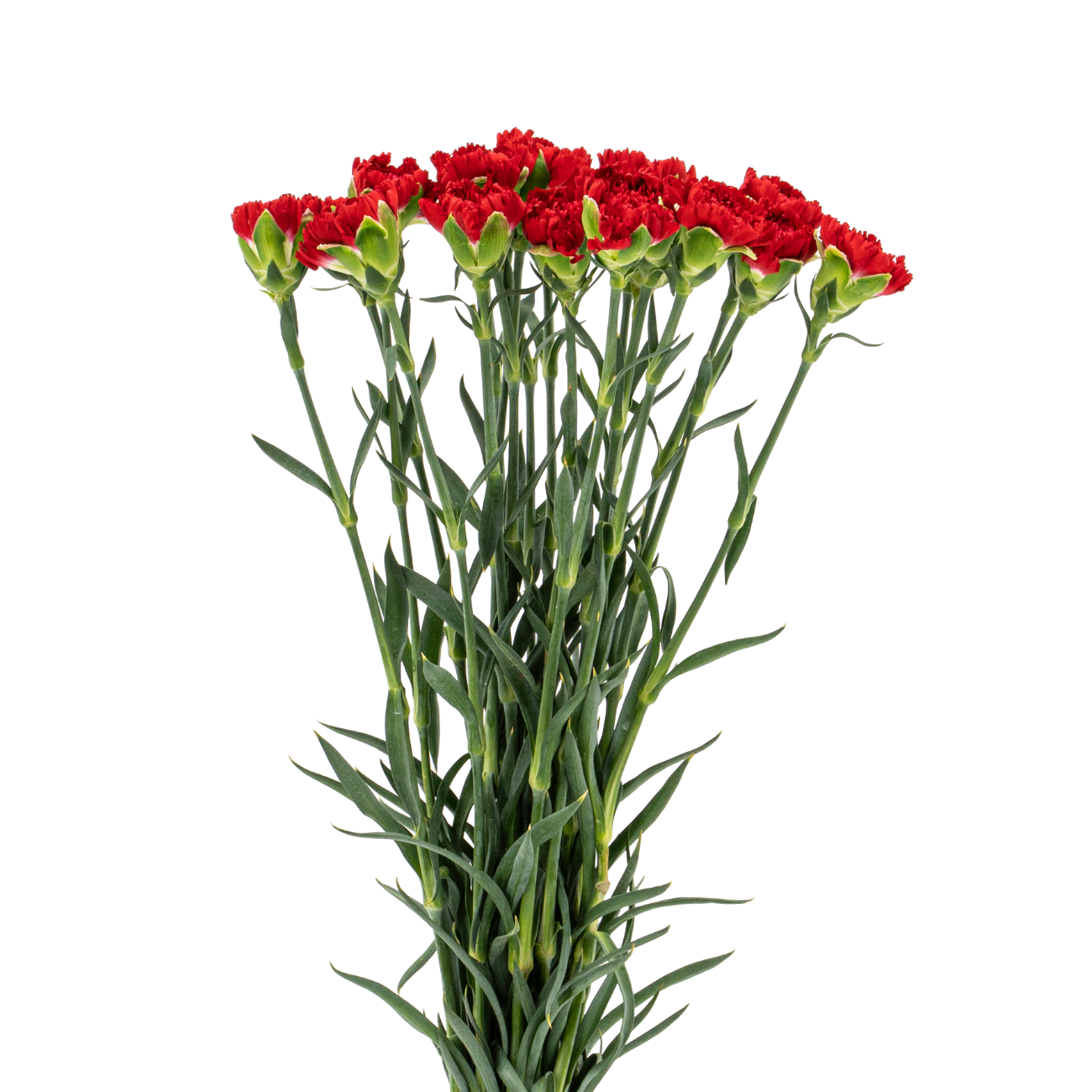JM Flower Carnation (Standard Grade) - Red