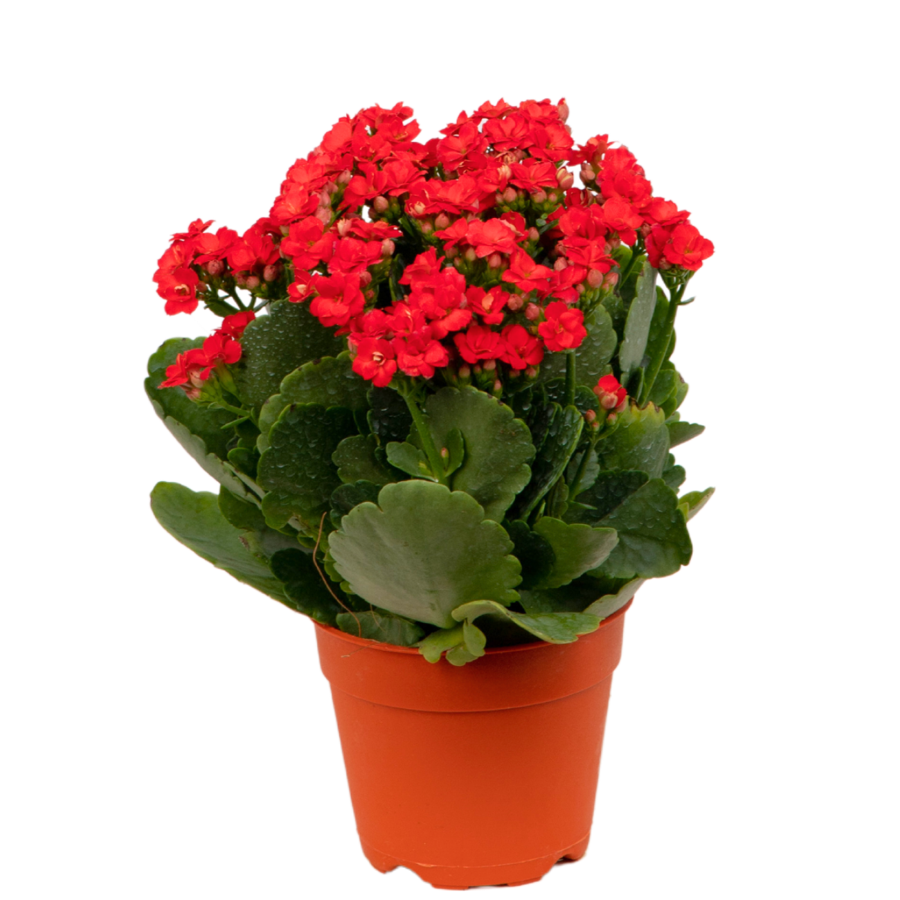JM Flower Kalanchoe Plant 10.5cm Pot - Red