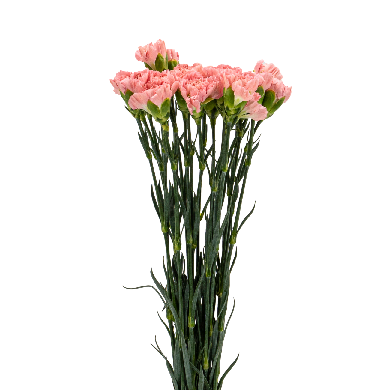 JM Flower Carnation (Standard Grade) - Pink