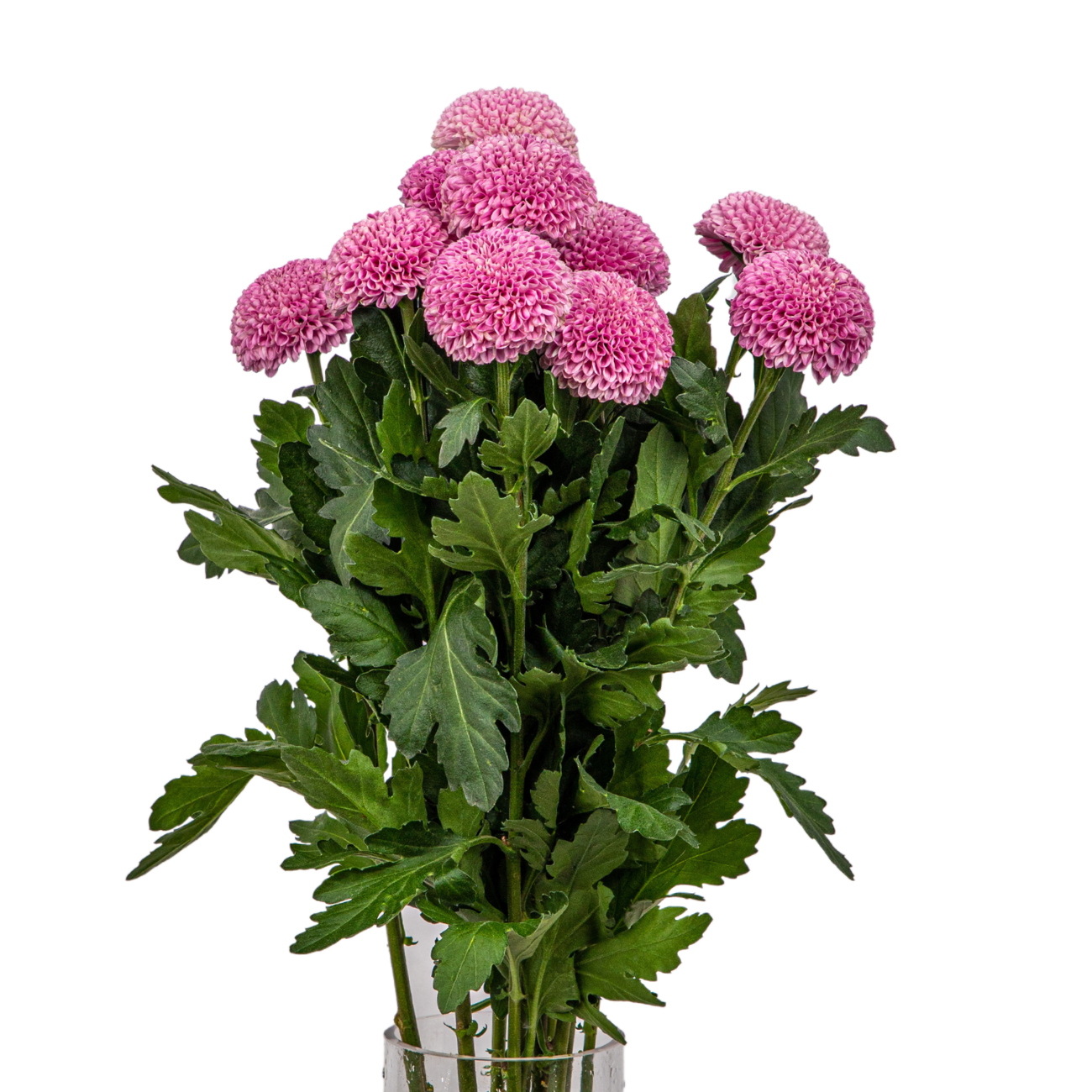 JM Flower Chrysanthemum Ping Pong - Pink JM Flower Chrysanthemum Ping Pong - Pink