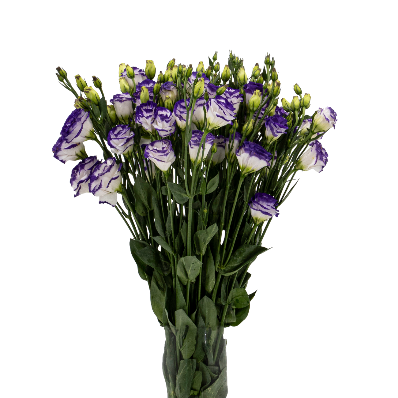 JM Flower Eustoma - Two Tone Purple