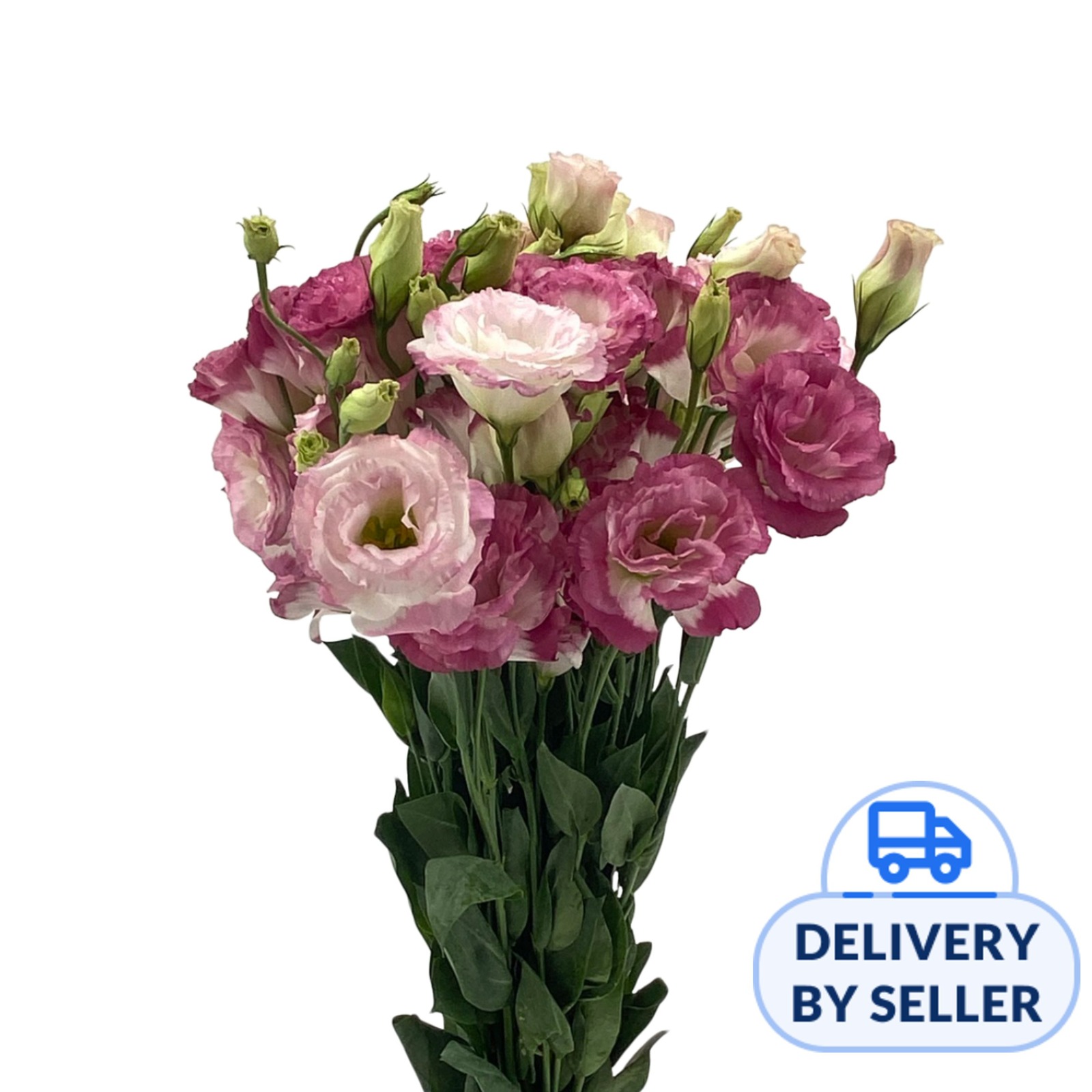 JM Flower Eustoma Two Tone Pink NTUC FairPrice