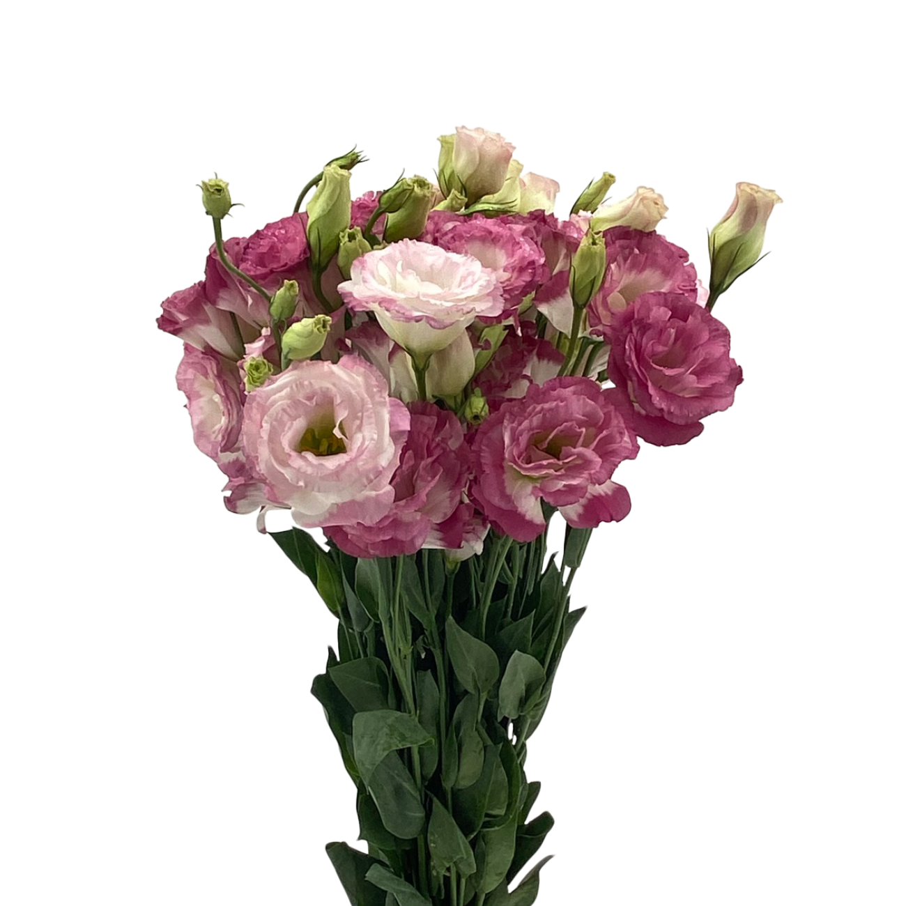 JM Flower Eustoma - Two Tone Pink