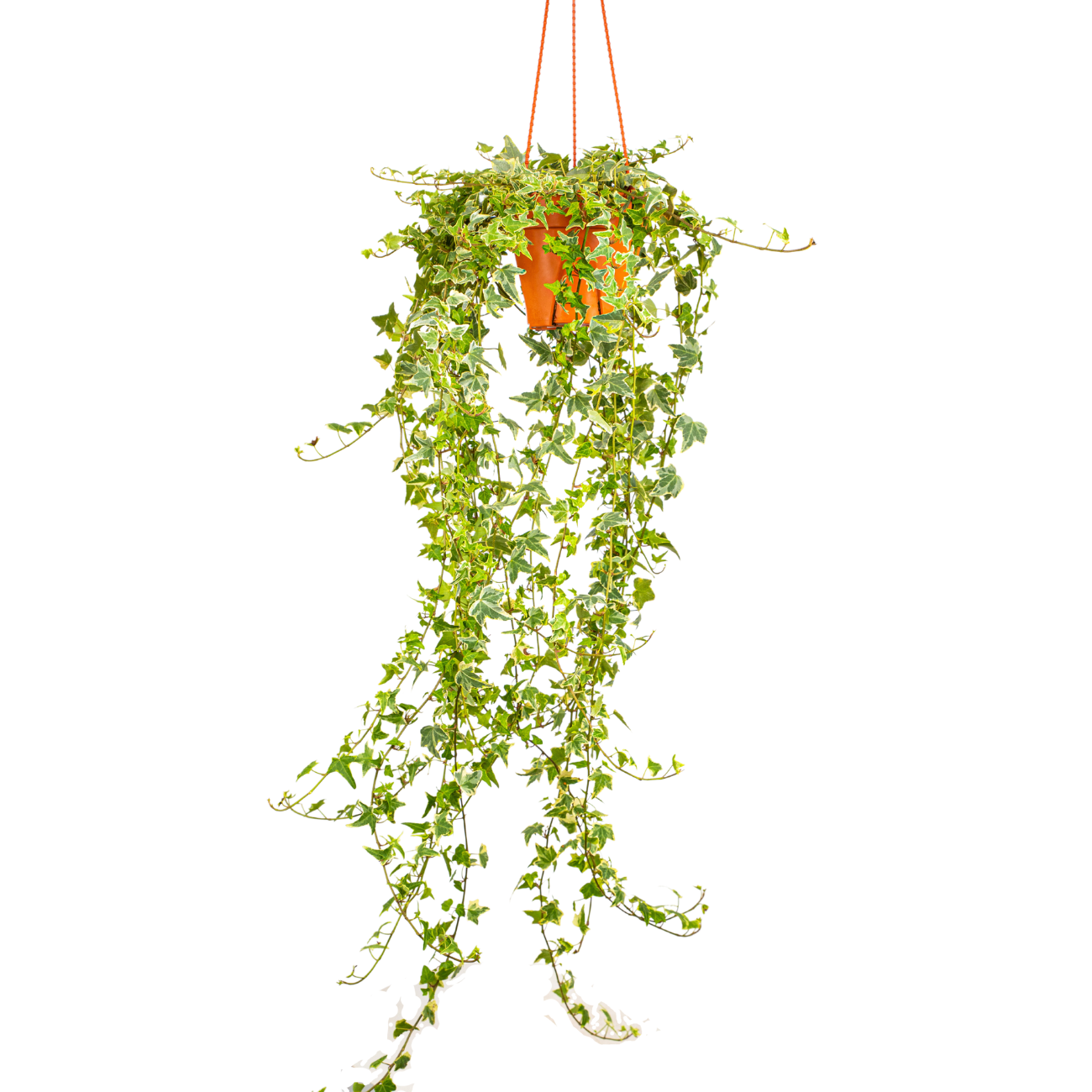 JM Flower Ivy Leaf Hanging Plant 15cm Pot