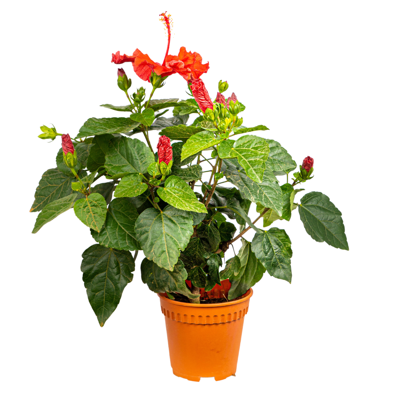 JM Flower Hibiscus Plant 15cm Pot