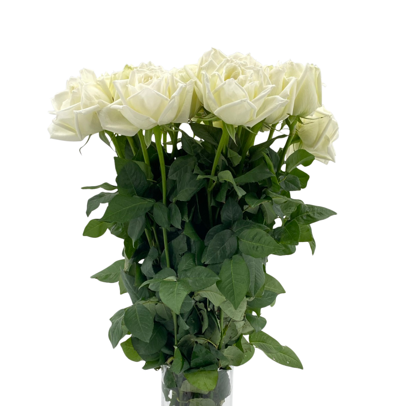 JM Flower Rose (Premium Grade) - White