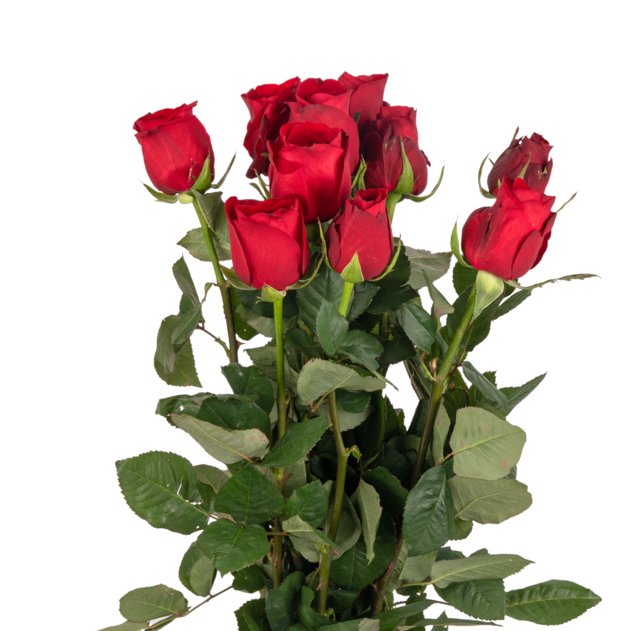 JM Flower Rose (Standard Grade) - Red