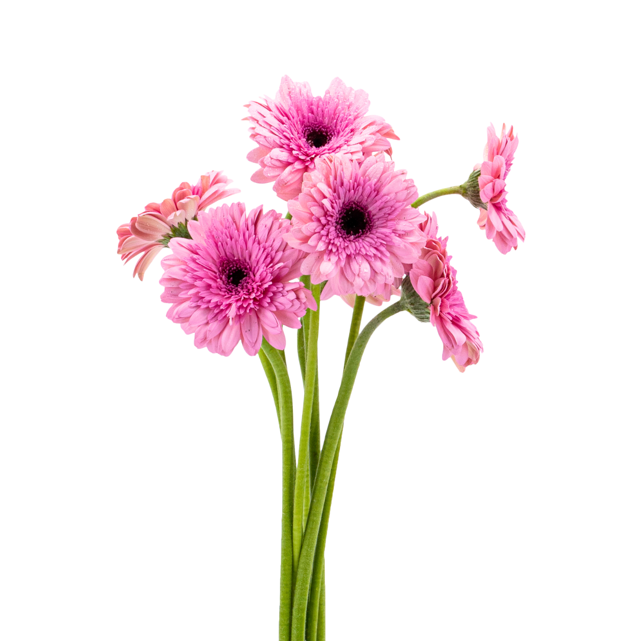 JM Flower Gerbera Daisy - Purple