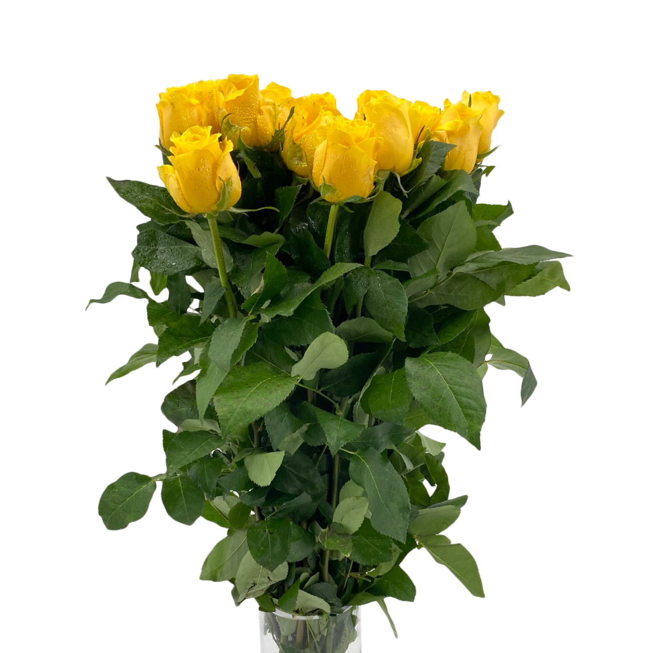 JM Flower Rose (Premium Grade) - Yellow