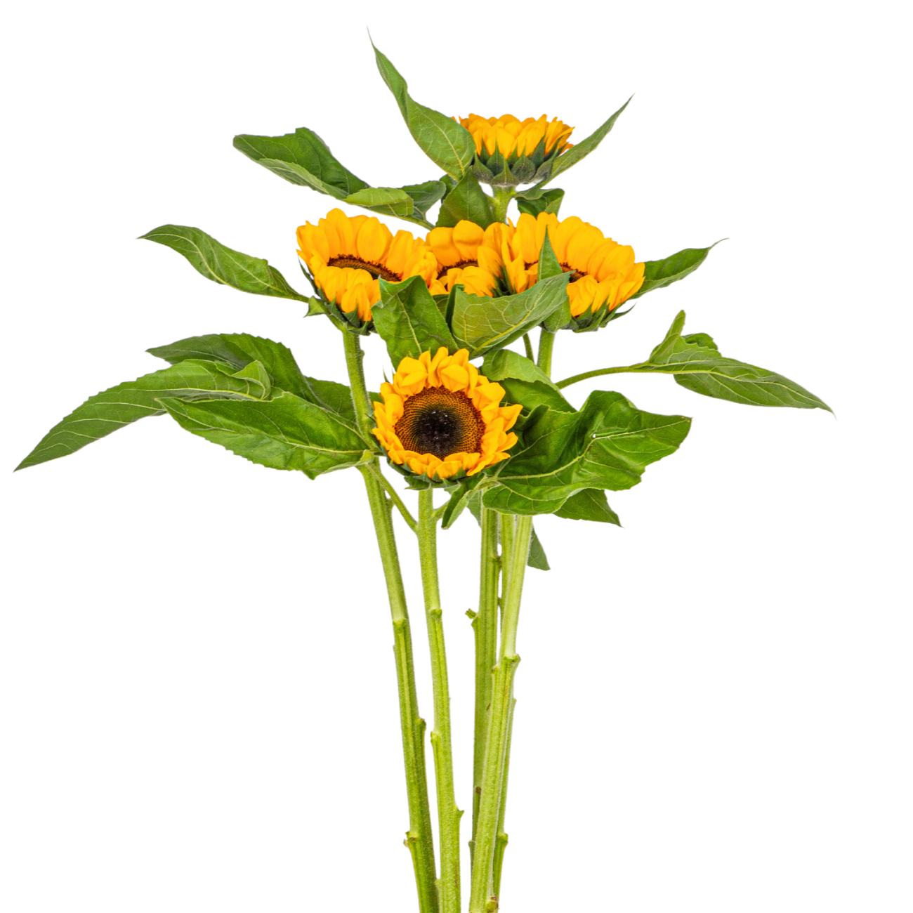 JM Flower Sunflower (Basic Grade)