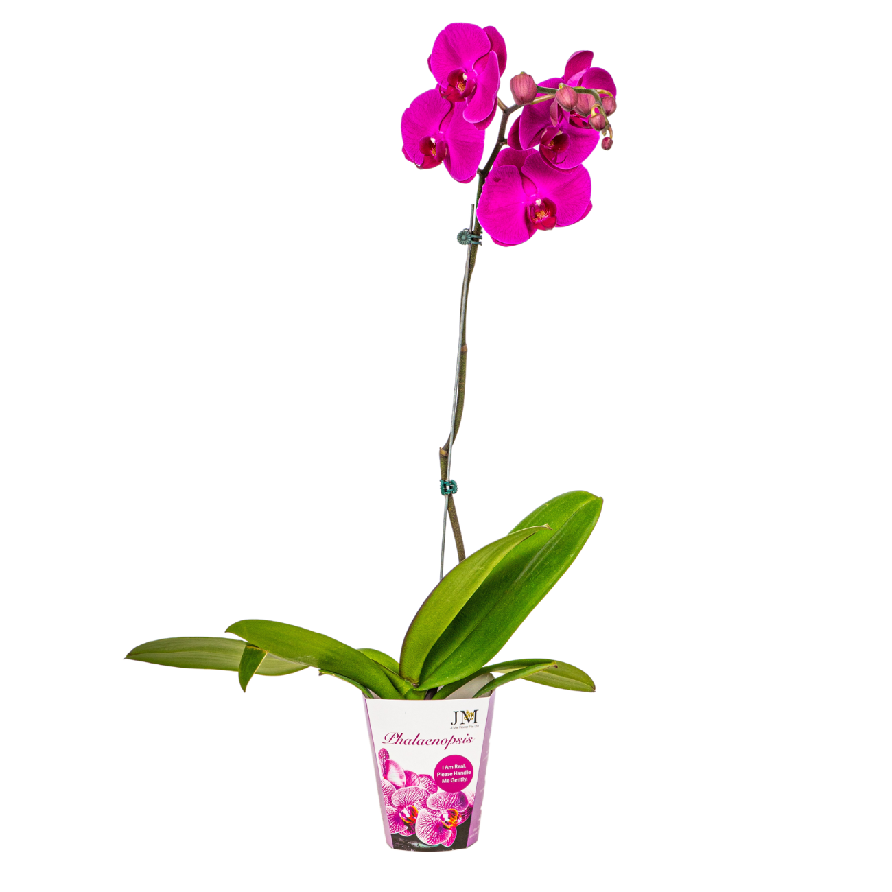 JM Flower Phalaenopsis Orchid 1 stk (Unpotted) - Dark Purple