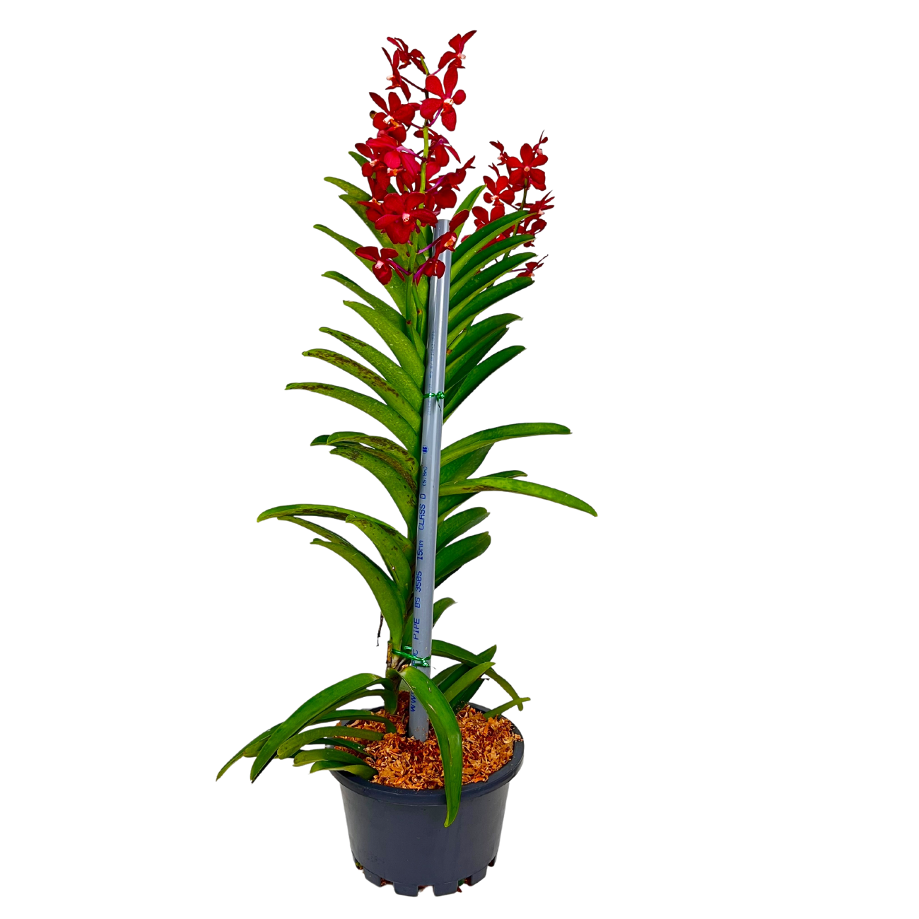 JM Flower Mokara Orchid Plant - Red