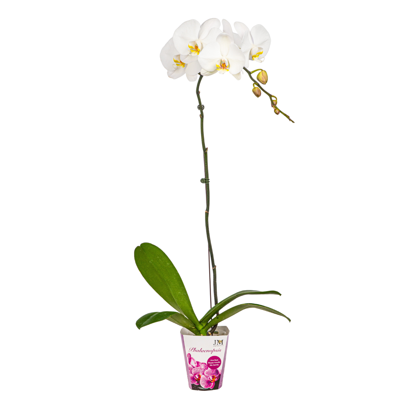 JM Flower Phalaenopsis Orchid 1 stk (Unpotted) - White JM Flower Phalaenopsis Orchid 1 stk (Unpotted) - White