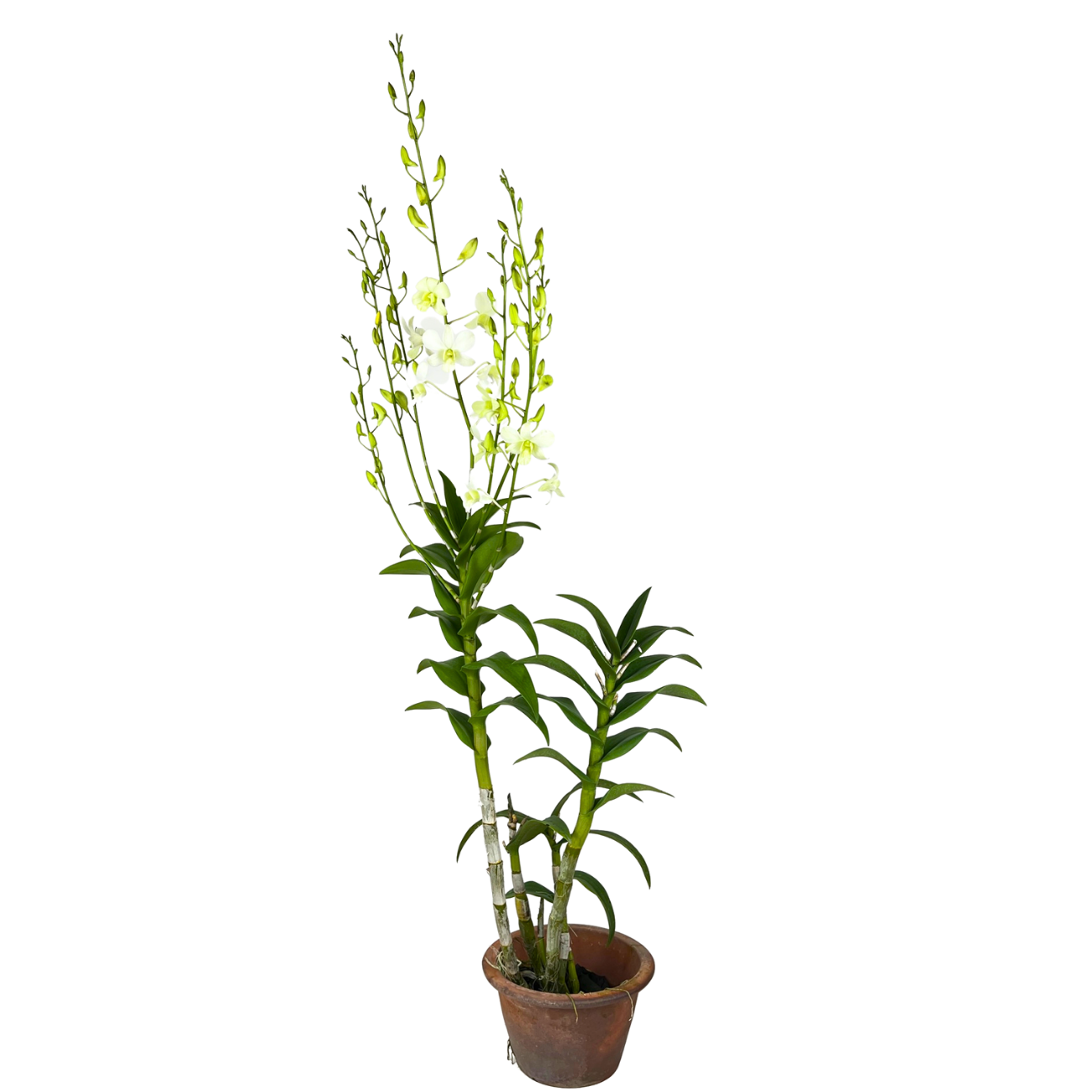 JM Flower Dendrobium Orchid Plant - White
