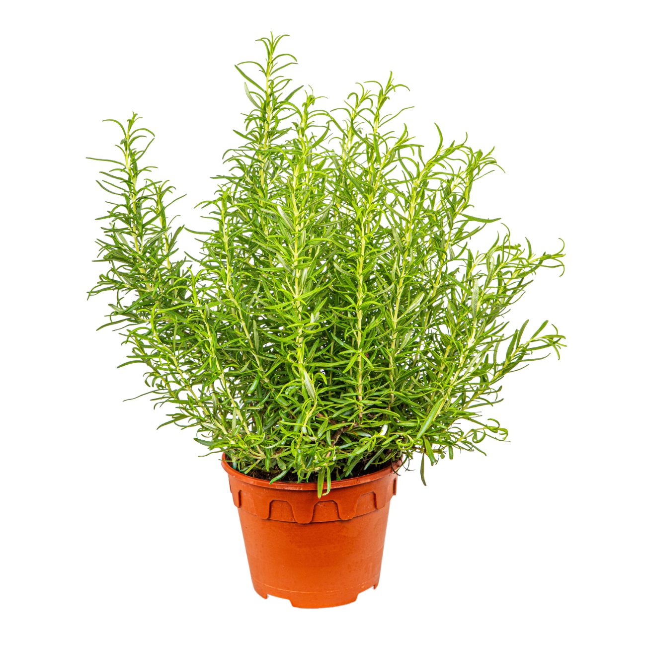 JM Flower Rosemary Herbs Plant