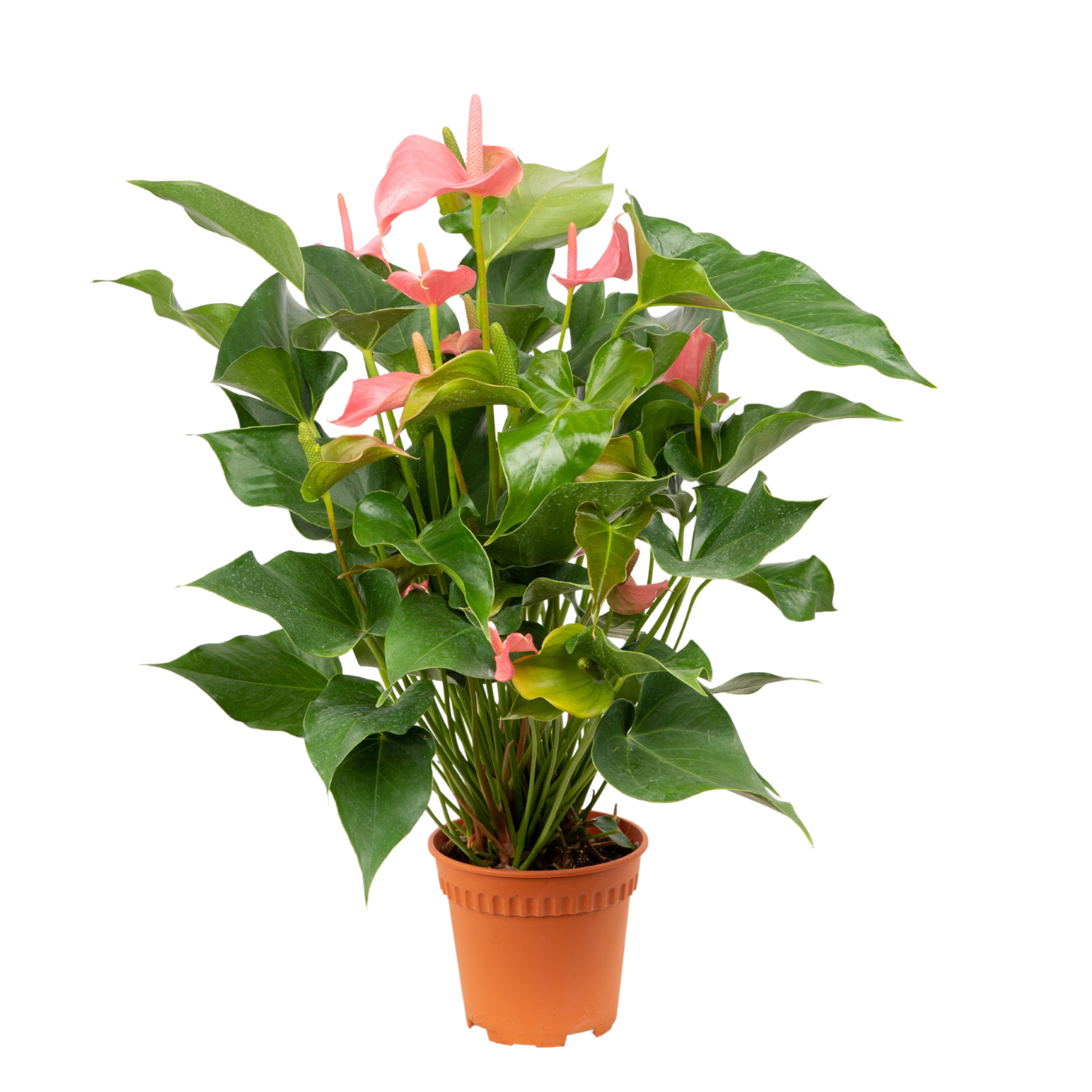 JM Flower Anthurium Plant - Pink