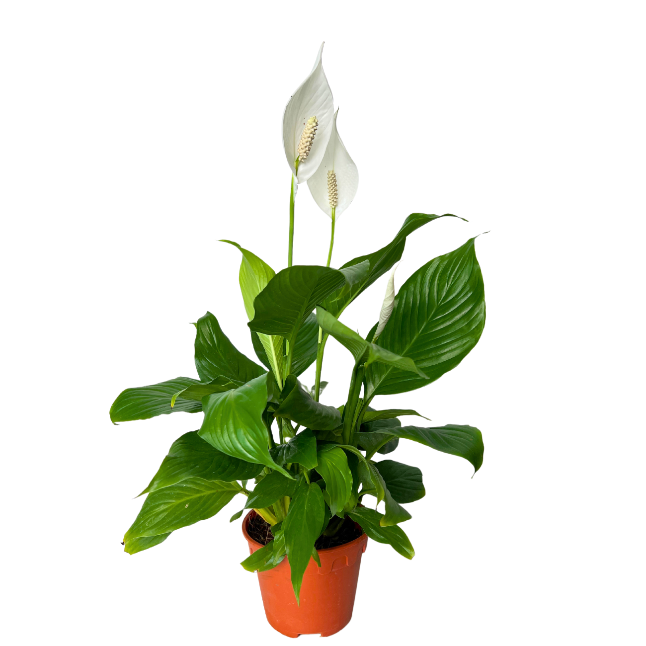 JM Flower Peace Lily Spathiphyllum Plant 15cm Pot