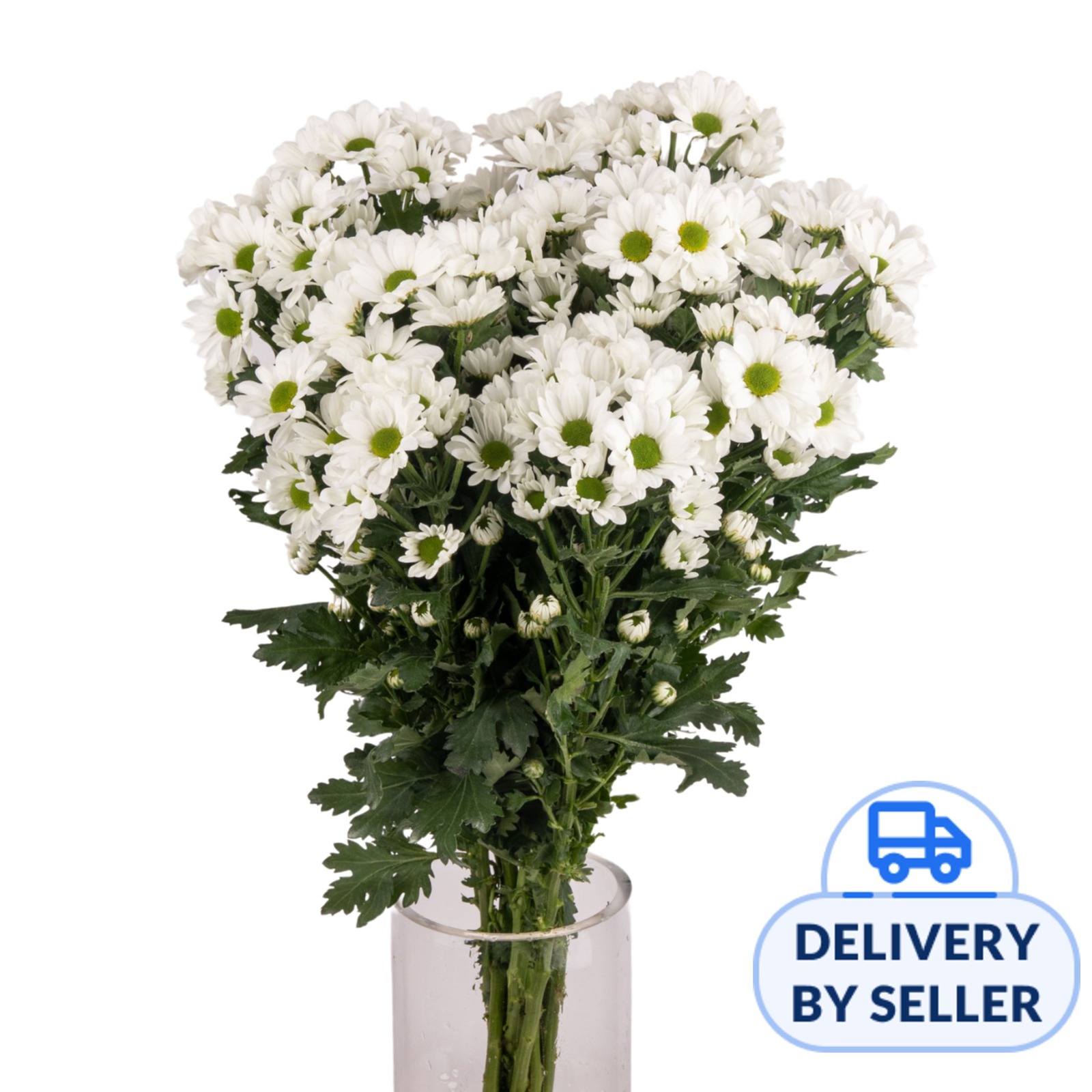 JM Flower Chrysanthemum Pompom - Margaret White | NTUC FairPrice