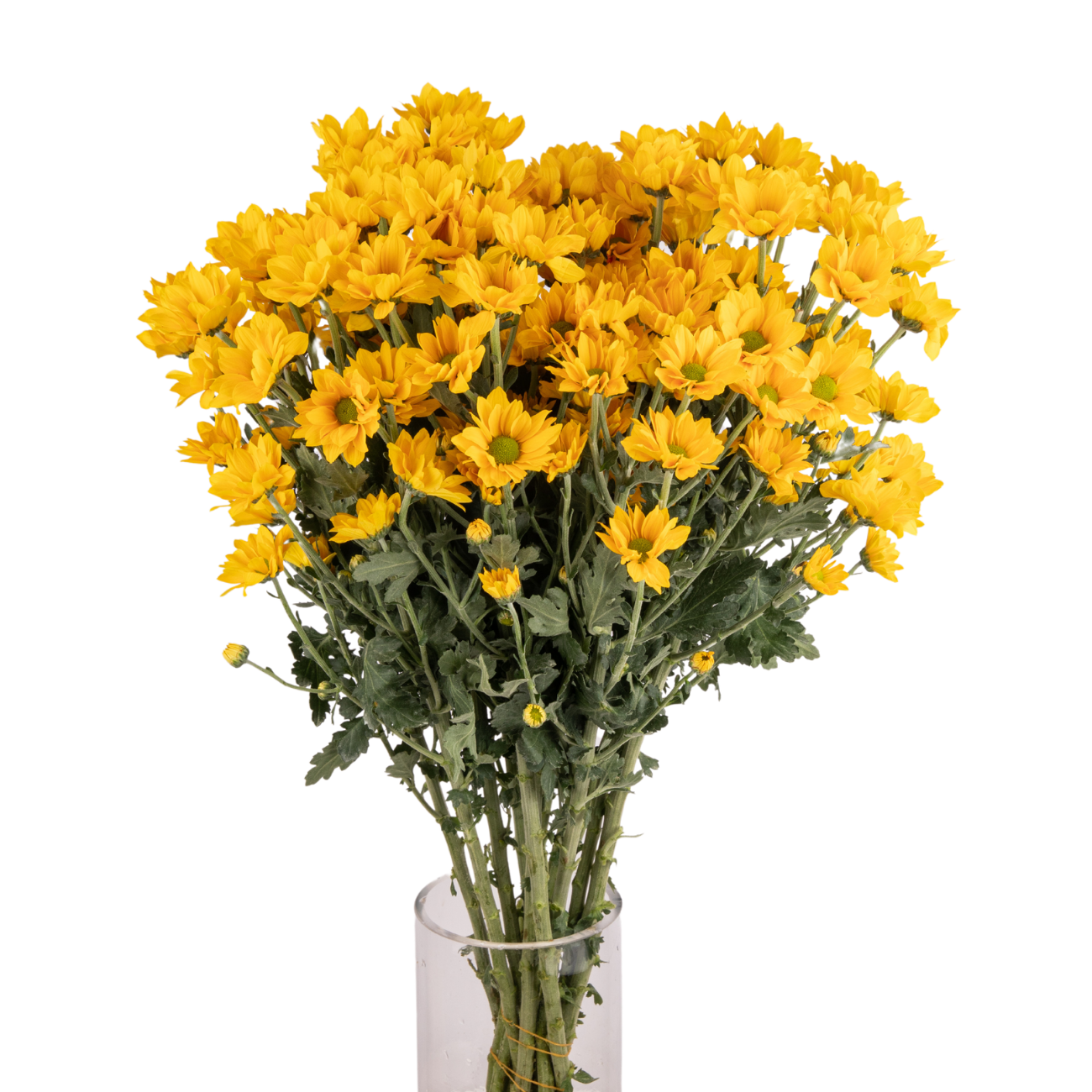 JM Flower Chrysanthemum Pompom - Margaret Gold