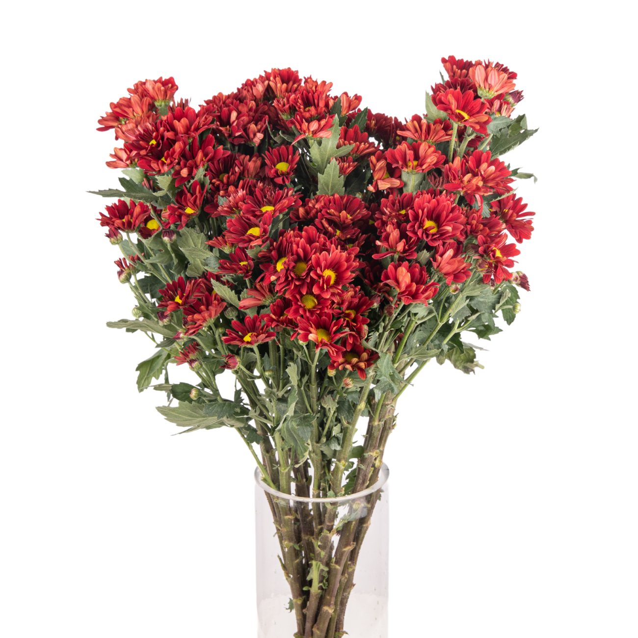 JM Flower Chrysanthemum Pompom - Margaret Red | NTUC FairPrice